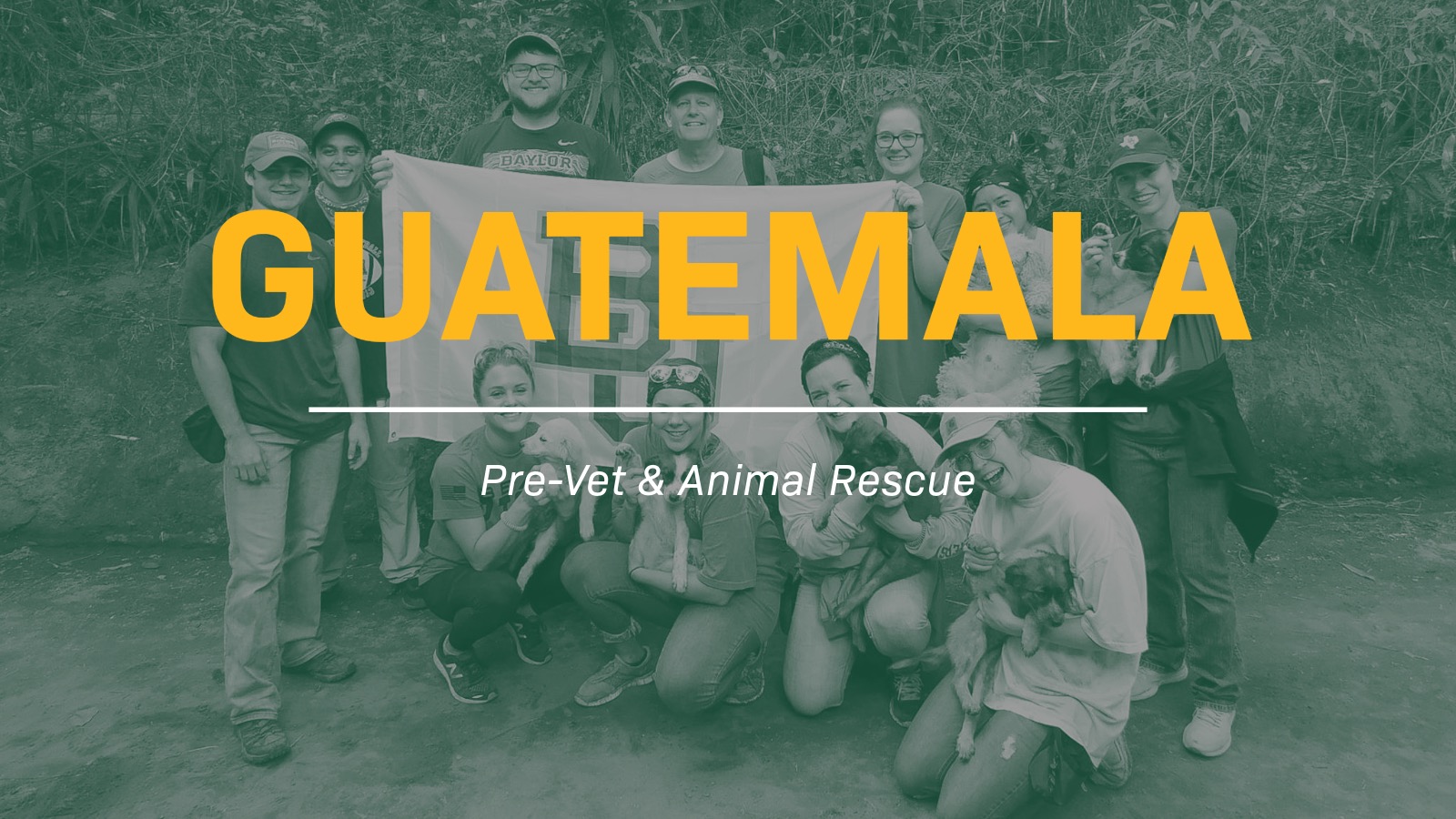 Guatemala Animal Rescue